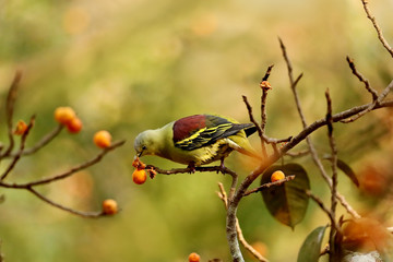  Male Grey Fronted Green Pigeon or Pompadour Green pigeon, Treron affinis, Dandeli, Karnataka India