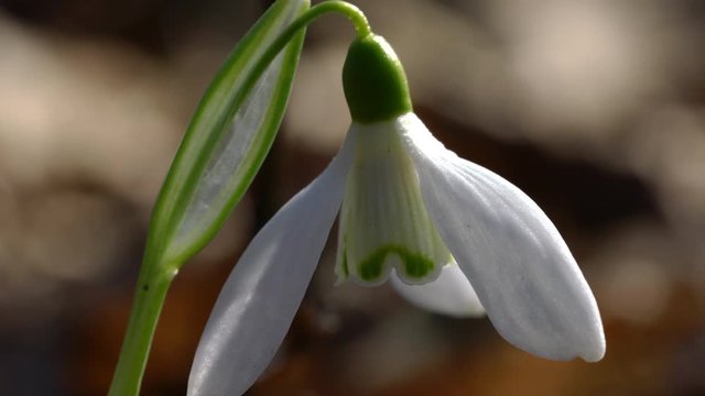 Snowdrop herald of spring in the natural ambience (Galanthus nivalis) - (4K)