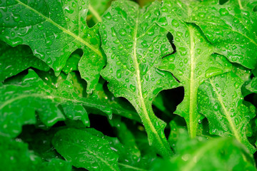 green leaf with drops of water in the morning, macro close-up