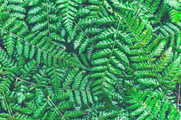 Fern leaves close up of natural green fern leaf with water droplets