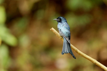 Fototapeta premium Bronzed Drongo, Dicrurus aeneus, Ganeshgudi, Karnataka, India