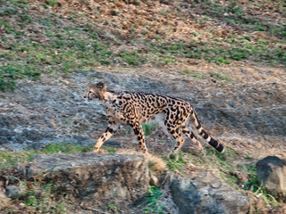 かなりスリムなキングチーターさん