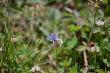 butterfly polyommatus icarus on clover in nature
