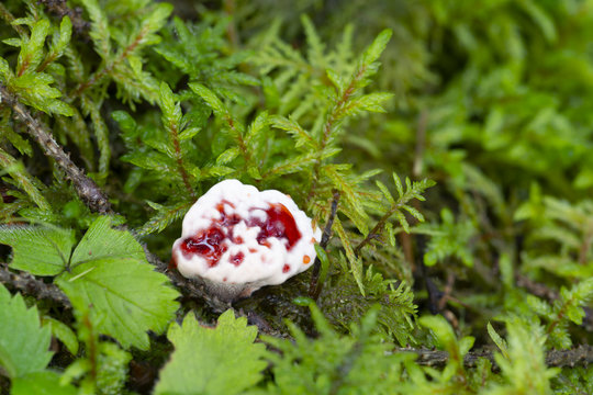 Bleeding tooth fungus, Hydnellum peckii growing among moss