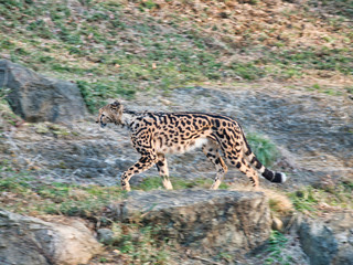 躍動するキングチーターさん