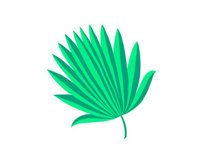 hand drawing of palm leaf isolated on white
