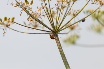 A ladybird carefully climbing up the underside of a flower umbel against a soft blue sky