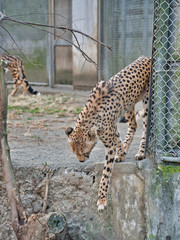 下に降りようとしているチーター