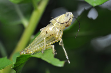 Details of grasshopper skin after metamorphosis