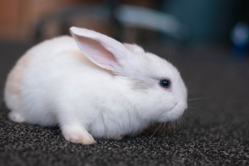 small domestic lop white rabbit long-eared posing