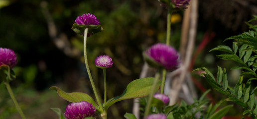 Purple Gomphrena globosa in the garden.