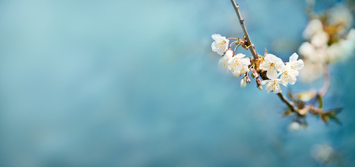 White springtime cherry blossom flowers on a tree branch against a blue sky background.