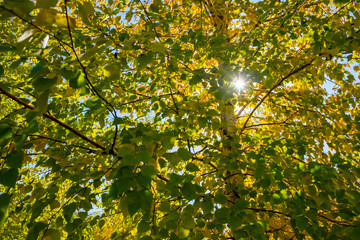 Colorful autumn park yellow leaves. Closeup view. Autumn forest natural landscape. Autumn, fall concept.
