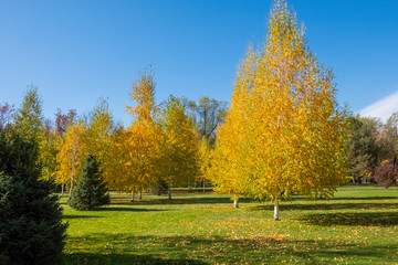 Colorful autumn park yellow leaves. Closeup view. Autumn forest natural landscape. Autumn, fall concept.
