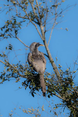 great hornbill also known as the concave-casqued hornbill, great Indian hornbill or great pied hornbill, is one of the larger members of the hornbill family