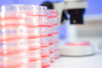Microscope and petri dish with biological sample on clinical workbench