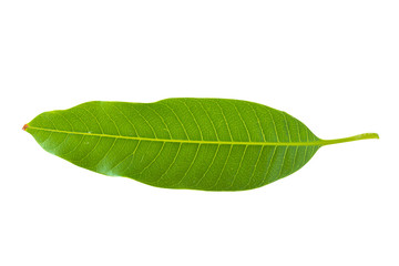 Fototapeta na wymiar Green mango leaf isolated on white background