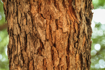 tree bark