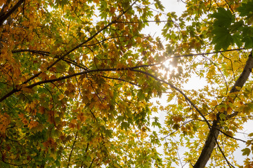 Colorful autumn park yellow leaves. Closeup view. Autumn forest natural landscape. Autumn, fall concept.