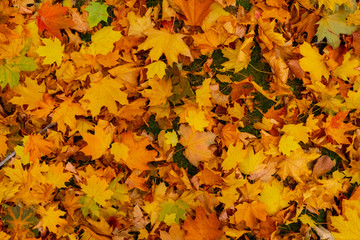 Naklejka na ściany i meble Yellow orange maple leaves laying on the ground. Beautiful autumn maple leaves. Organic beauty. Autumn season forest background. Fall nature.