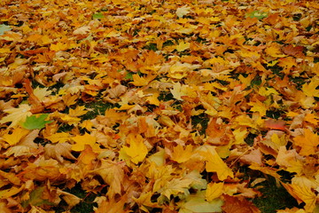 Yellow orange maple leaves laying on the ground. Beautiful autumn maple leaves. Organic beauty. Autumn season forest background. Fall nature.