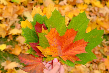 Naklejka na ściany i meble Woman's hands holding autumn leaves. Beautiful autumn nature. Yellow autumn golden leaves. Thanksgiving day. Bright fall leaves.