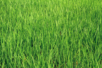 background of green grass