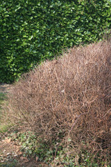 Spirea bush in the garden on winter season. Spirea or Spiraea without leaves