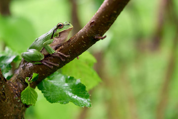 Green frog sitting on a tree. Common tree frog or arborea (Hyla arborea)