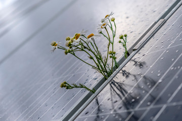 Camomille flowers growing through solar panel. Ecological friendly electricity generation. Solar...