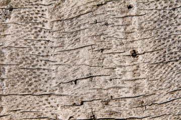 texture of bark of an old tree