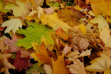 Yellow orange maple leaves laying on the ground. Beautiful autumn maple leaves. Organic beauty. Autumn season forest background. Fall nature.
