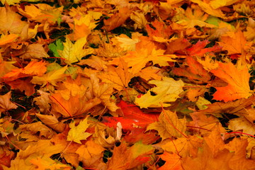 Naklejka na ściany i meble Yellow orange maple leaves laying on the ground. Beautiful autumn maple leaves. Organic beauty. Autumn season forest background. Fall nature.