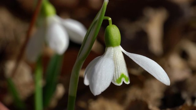 Snowdrop herald of spring in the natural ambience (Galanthus nivalis) - (4K)