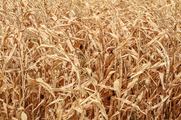 golden wheat background