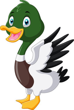 Cute cartoon Mallard duck smile