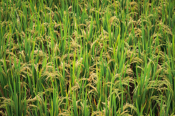 green grass in the field