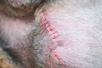 postoperative wound in a dog. surgical scar in a dog.