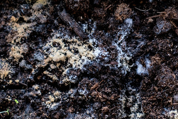 plants earth multicolored mold stones texture background dead seedlings