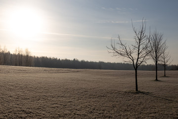 Fototapeta premium tree in fog