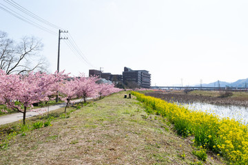 麻機遊水地の蓮畑の河津桜の小道と菜の花