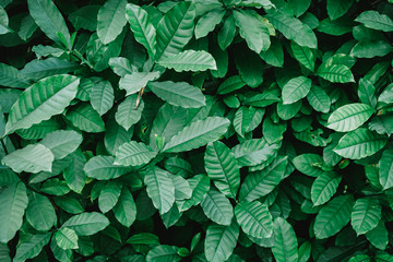 Natural background of green leaves