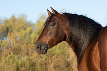 Fototapeta premium Piękny brązowy ogier hiszpański na plaży o zachodzie słońca w Hiszpanii