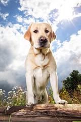 Obraz premium Yellow Labrador Retriever on green forest meadow