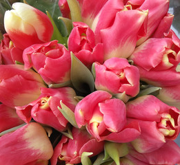 Tulips. Bouquet of fresh spring tulip flowers. Colorful bouquet of tulips at flower market. Bunch of tulips, closeup, selective focus