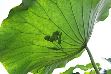 안산에있는관곡지입니다