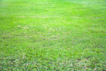 green grass texture background 