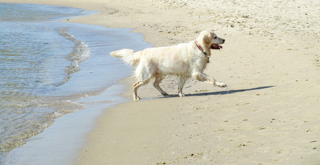 Dog swims in the sea. They play on the shore of the ocean. Wet out of the water