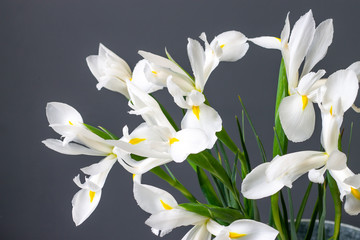 Fototapeta na wymiar white irises flowers on a gray decorative background