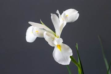 Naklejka na ściany i meble white irises flowers on a gray decorative background